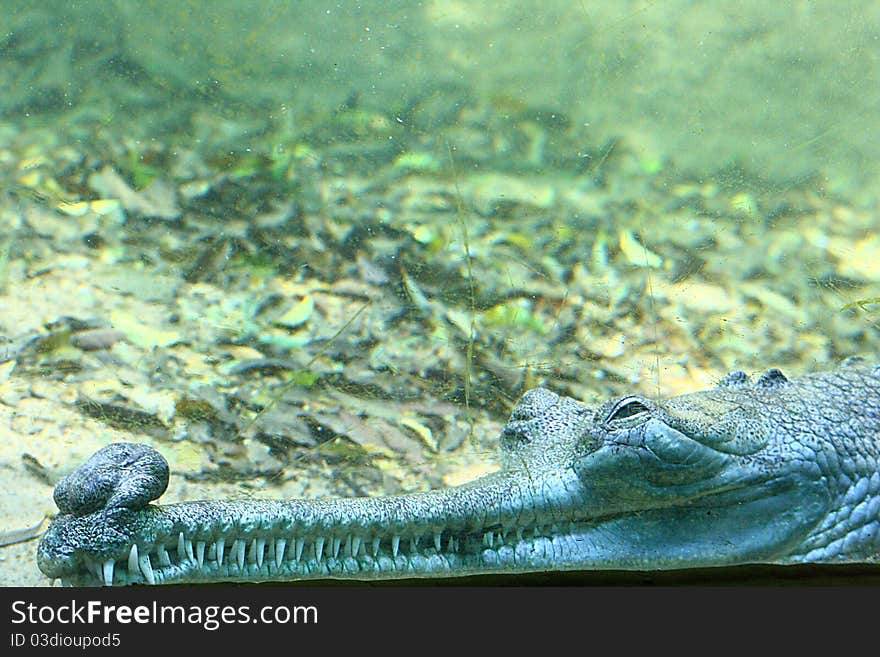 Dreaming Indian Gavial (Under Water Scene)