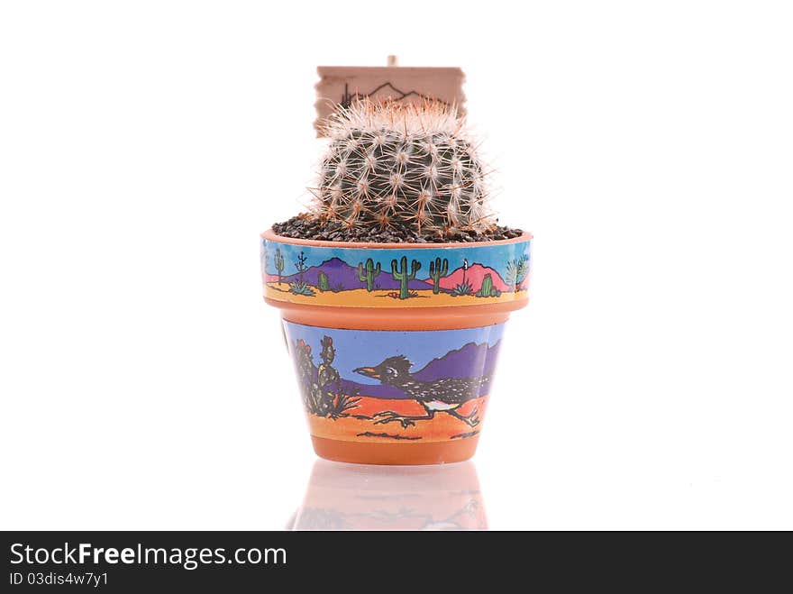 Cactus Desert Plant Growing in Pot