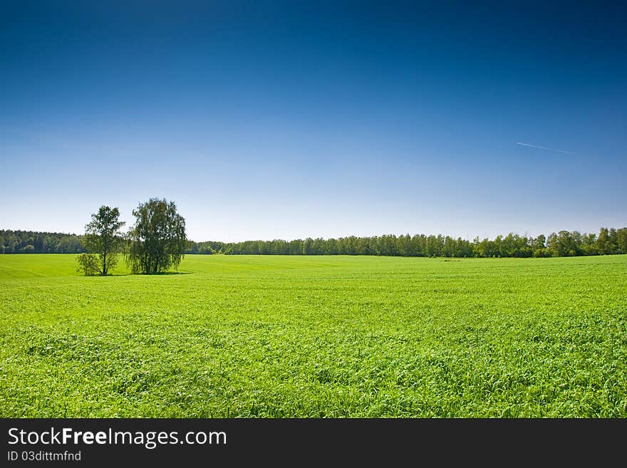 Green grass under blue bright sky