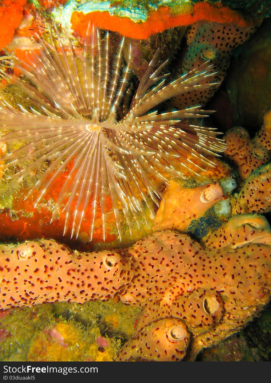 Featherduster Worm Over Sponge on Coral Reef In Dominica in the Caribbean