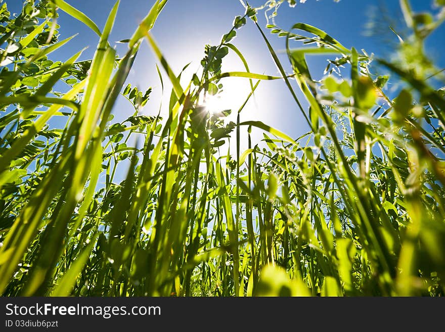 Green Grass In Back Light With Blue Sky And Sun