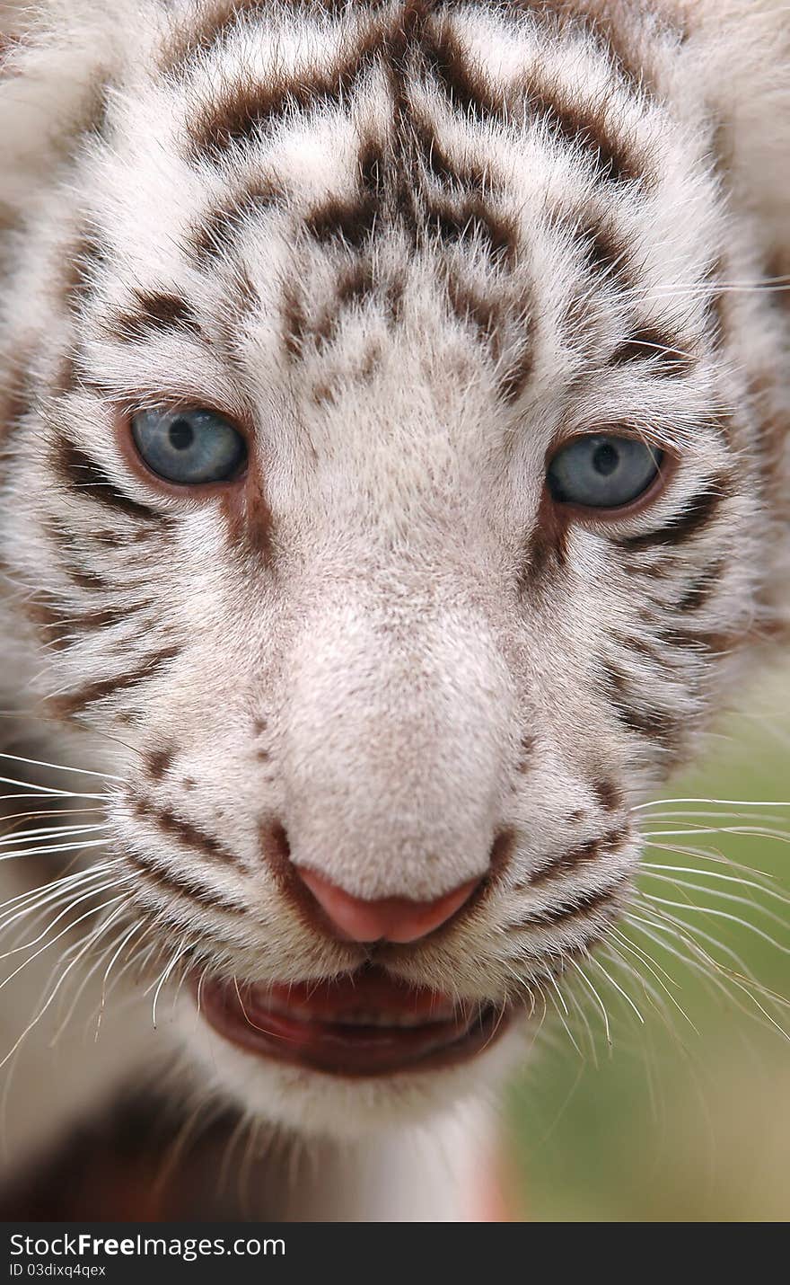 Baby White Tiger