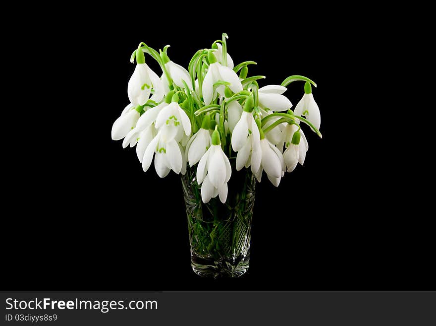 Snowdrops on black