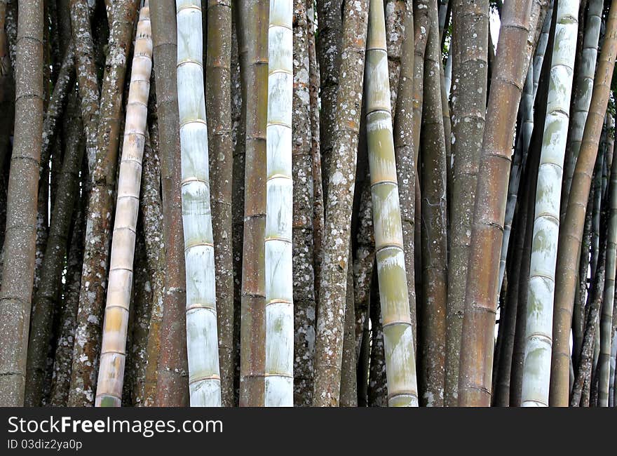 Bamboo garden