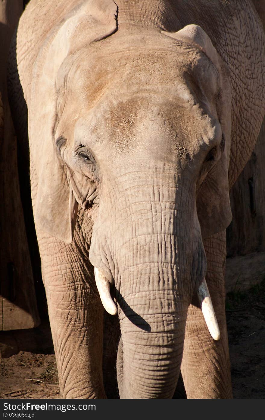 Front side of an elephant