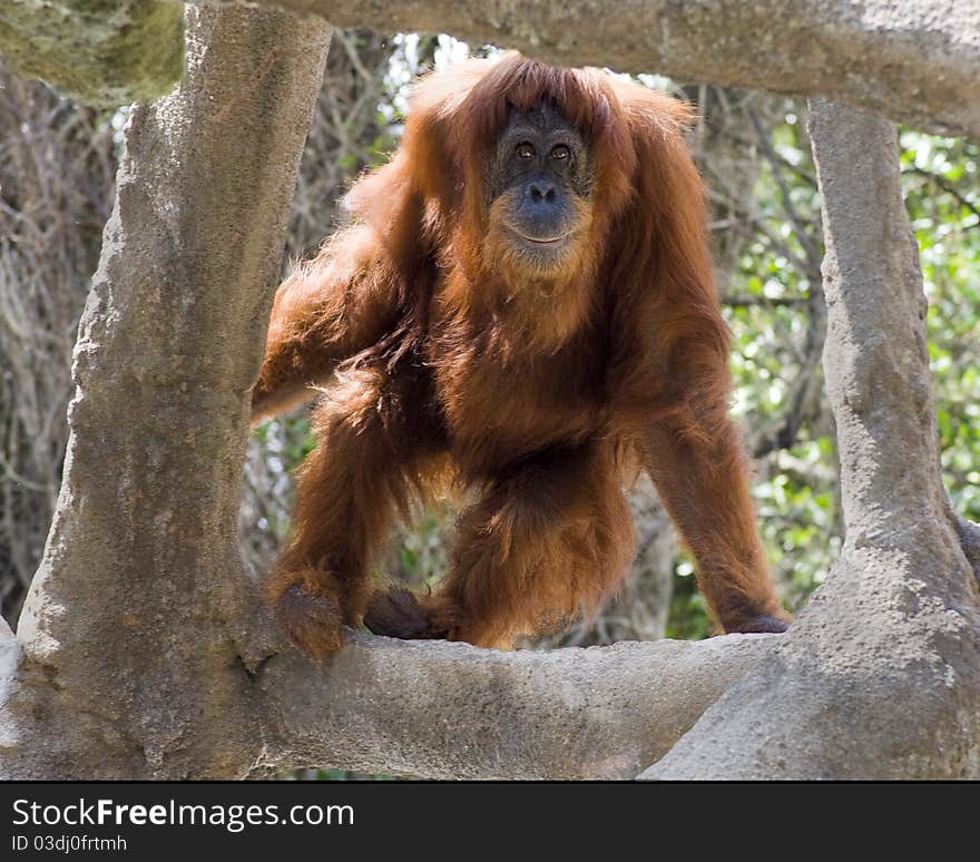 Orangutan looking through frame of artifical tree