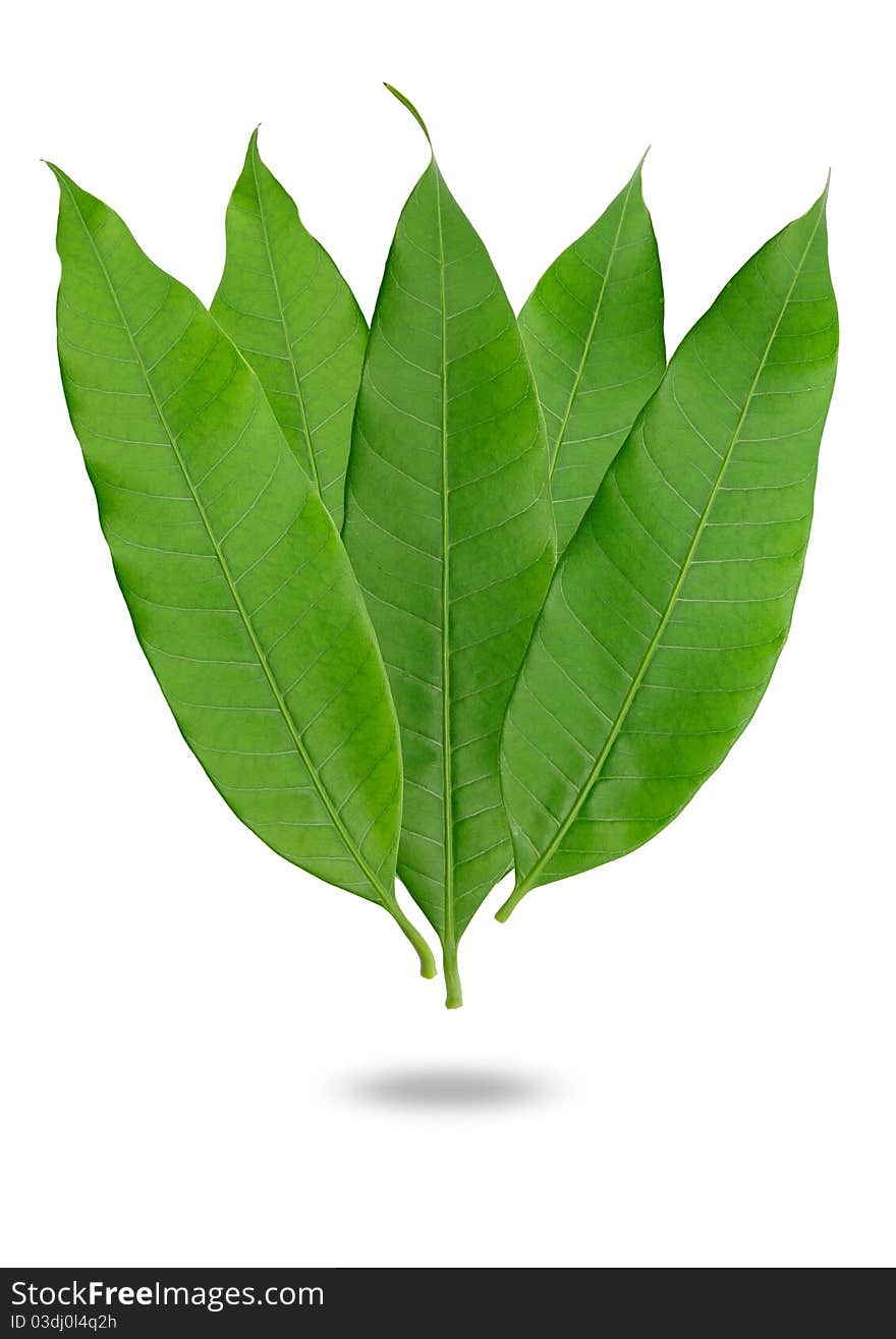 Green leaf isolated on white background