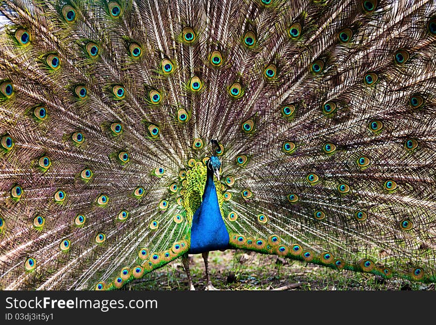 Peacock