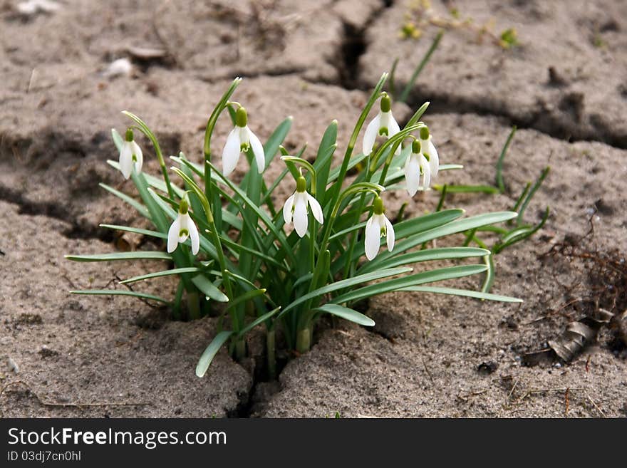 Snowdrops