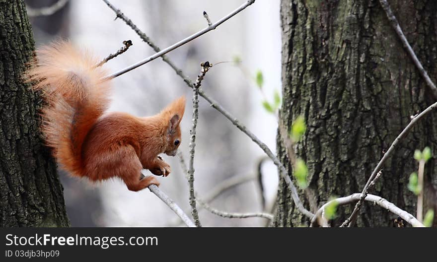 Squirrel (Sciurus vulgaris)