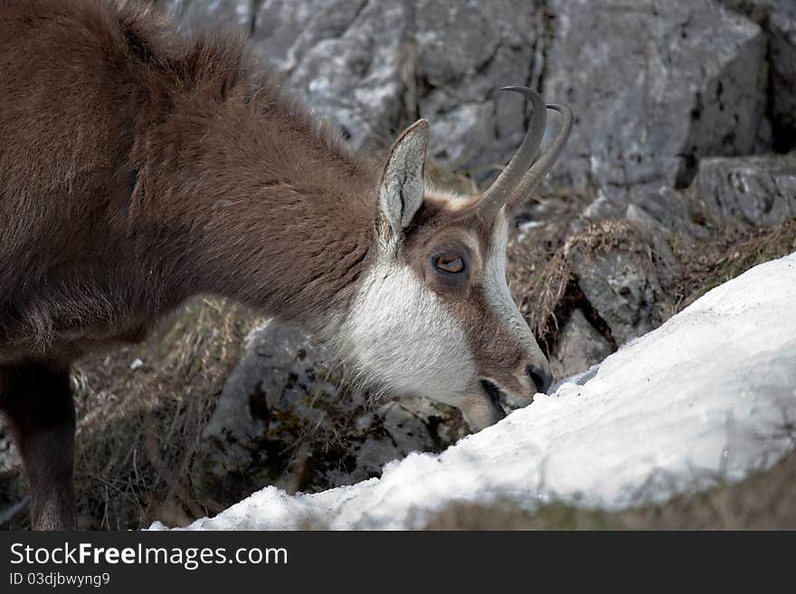 Mountain goat