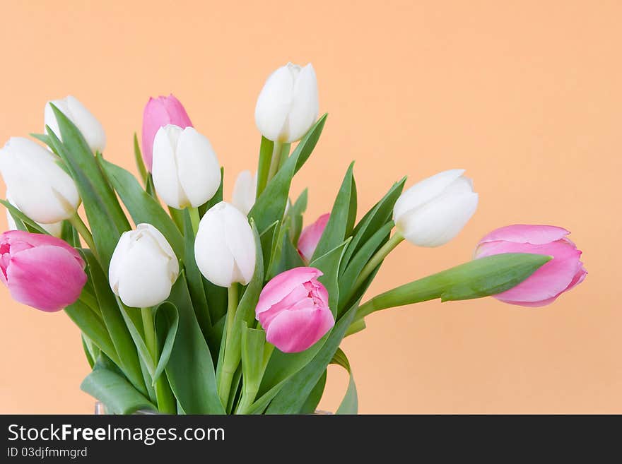 Tulips on pastel blue watercolor background