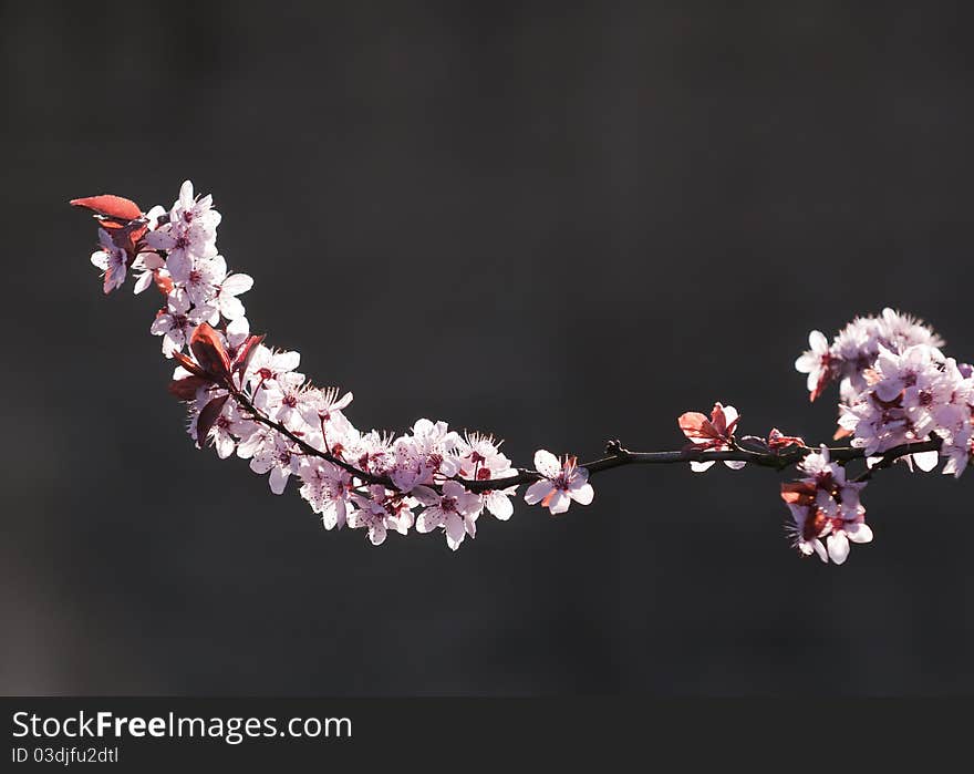 A  flowering branch with pink flowers