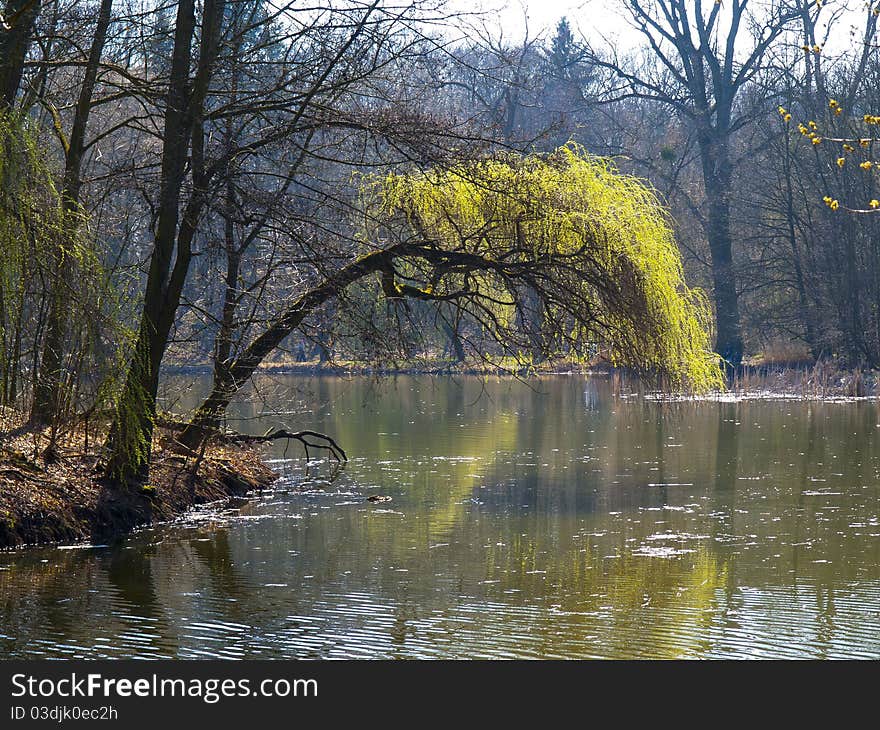 View tree leaning over a pond in early spring