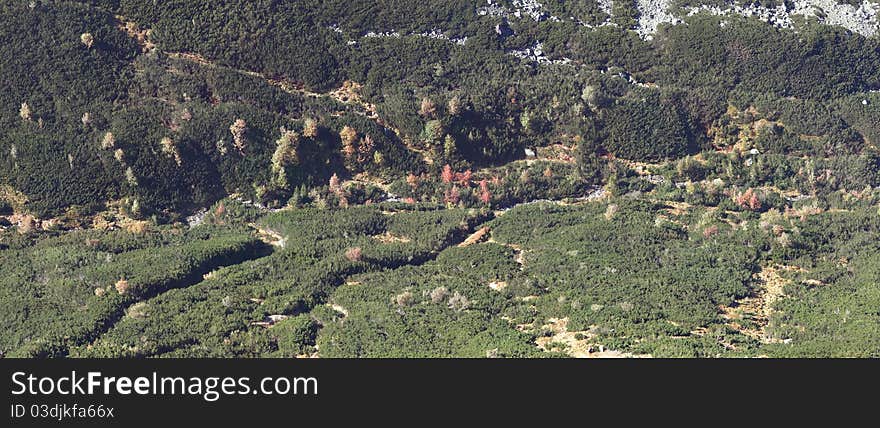 Mountain forest, colorful trees - panorama landscape