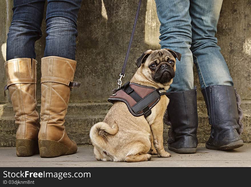 2 Frauen mit einen Mops. 2 Frauen mit einen Mops