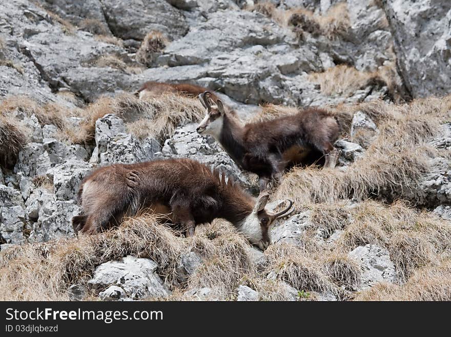 Mountain goats