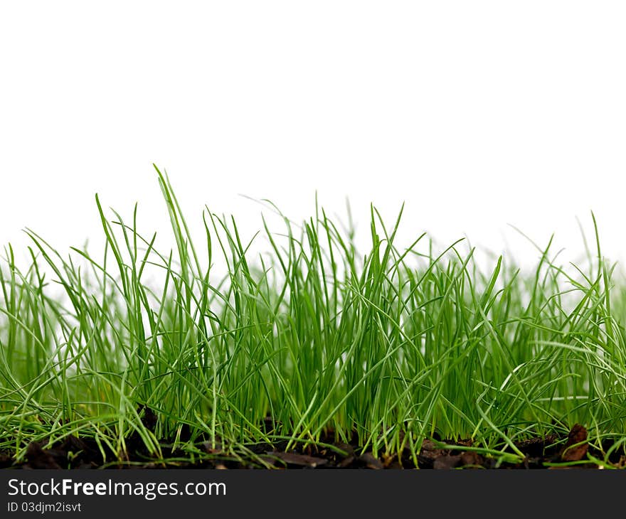 Green grass siolated against a white background