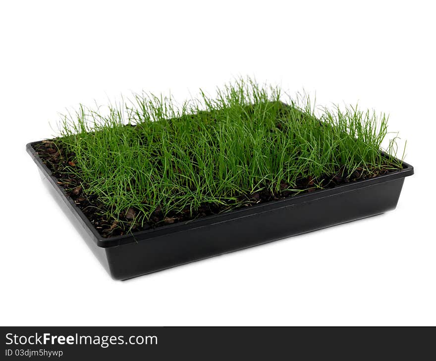 Green grass siolated against a white background