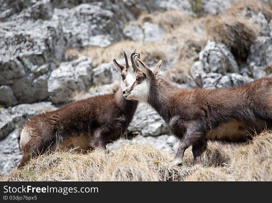 Mountain goats