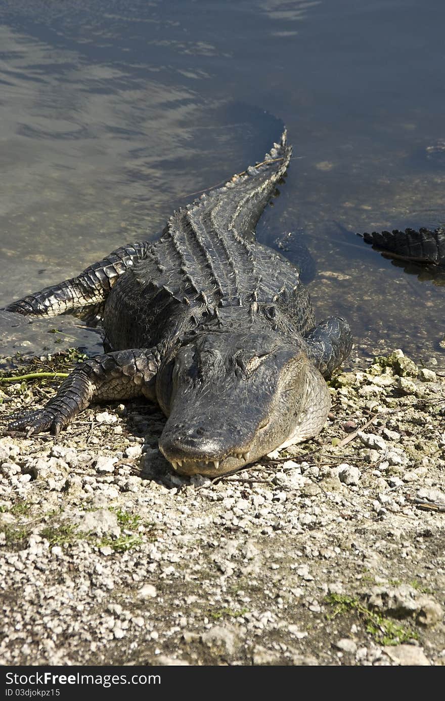 An Adult Alligator soaks up some early spring sunshine in the everglades national park. An Adult Alligator soaks up some early spring sunshine in the everglades national park