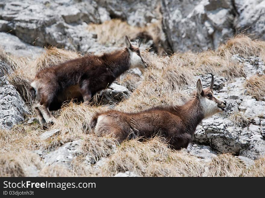 Wild Alpine Mountain Goats