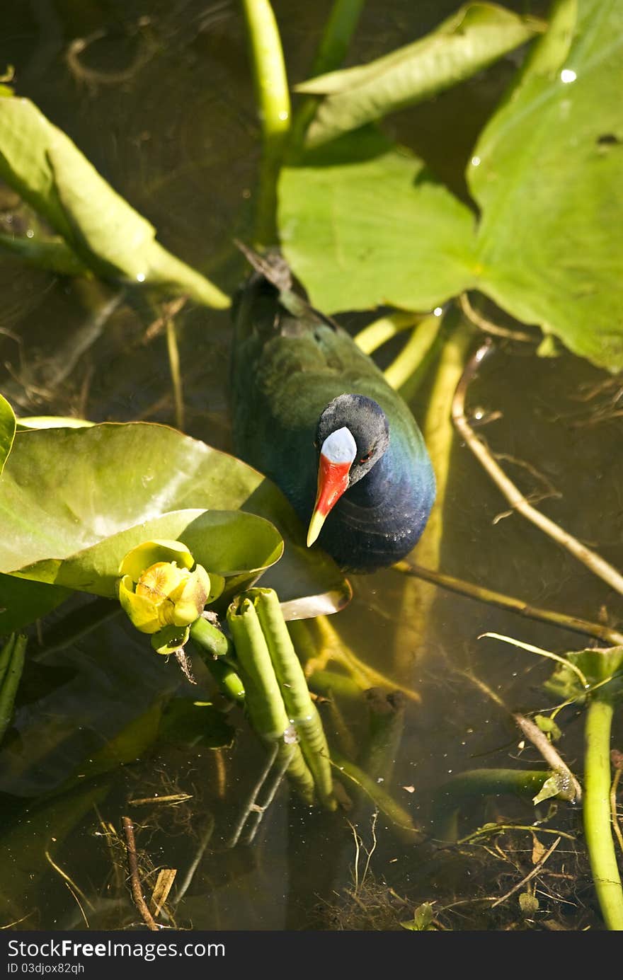 A Purple Gallinule walks along the Florida Everglades National Park looking for a meal