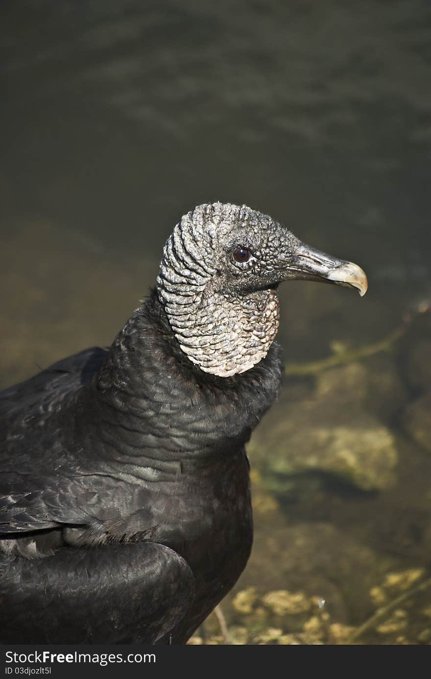 A Turkey Vulture suns itself in the Everglades National Park