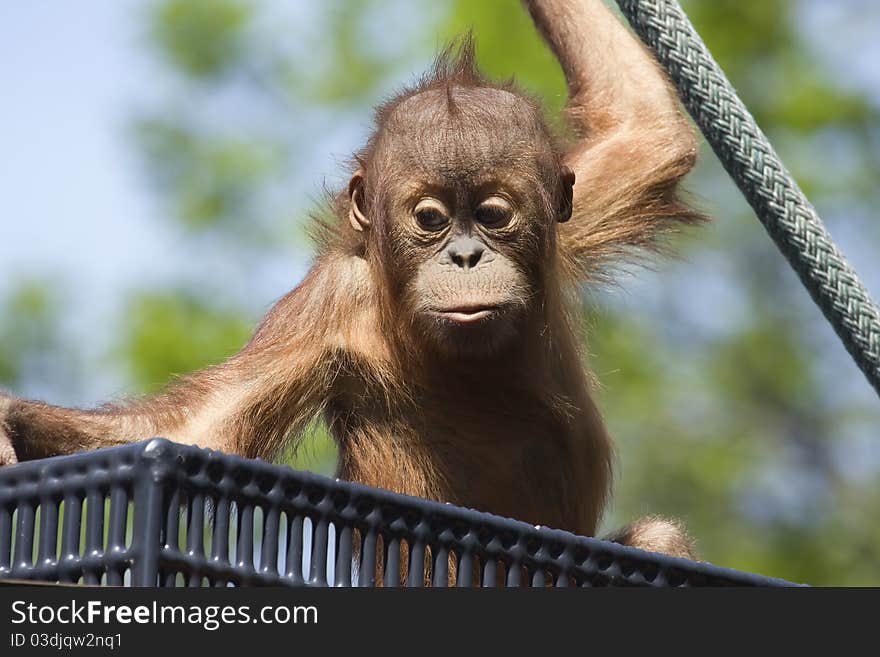 Baby Orangutan climbing on a rope outside.