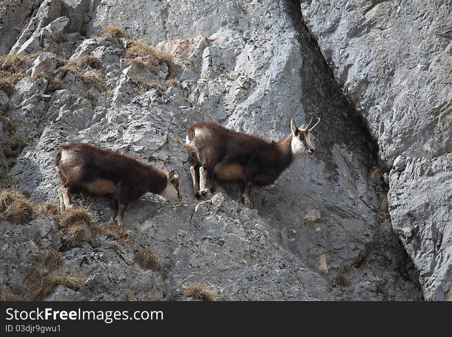 Mountain goats on the rocks