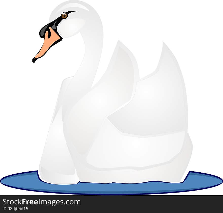 Swan swimming on the water..