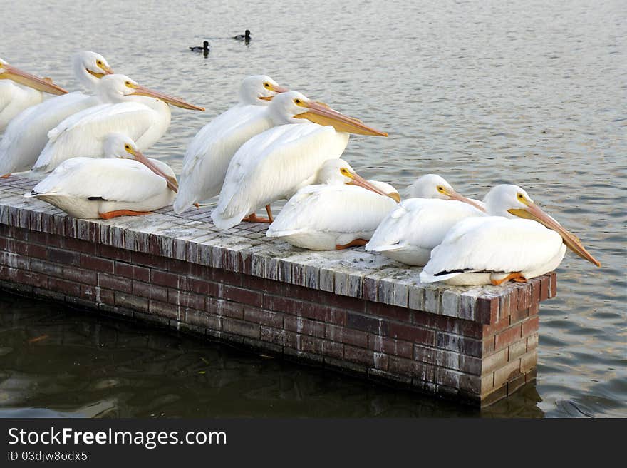 Picture of a group of pelicans sitting on a wall
