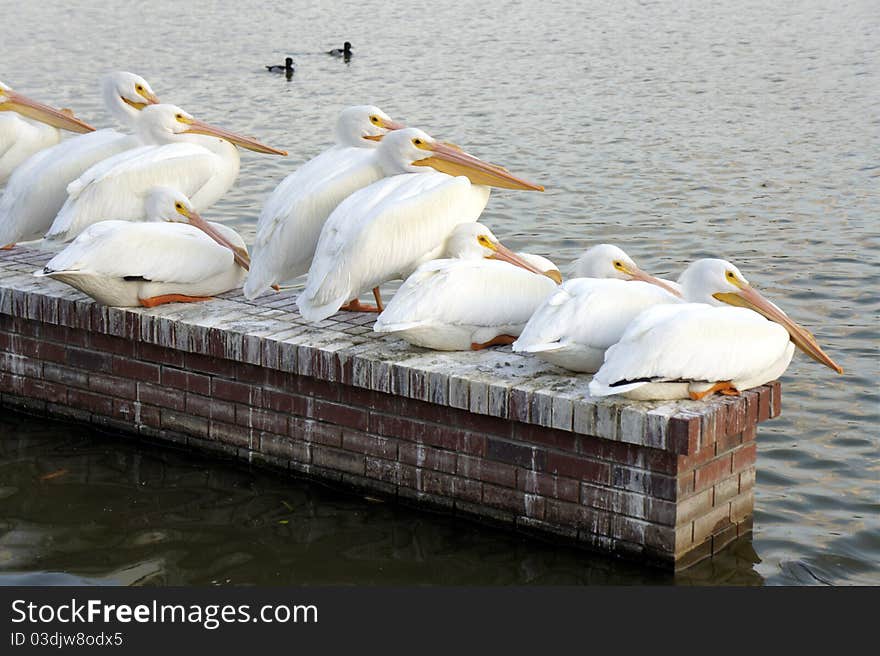 Group of Pelicans