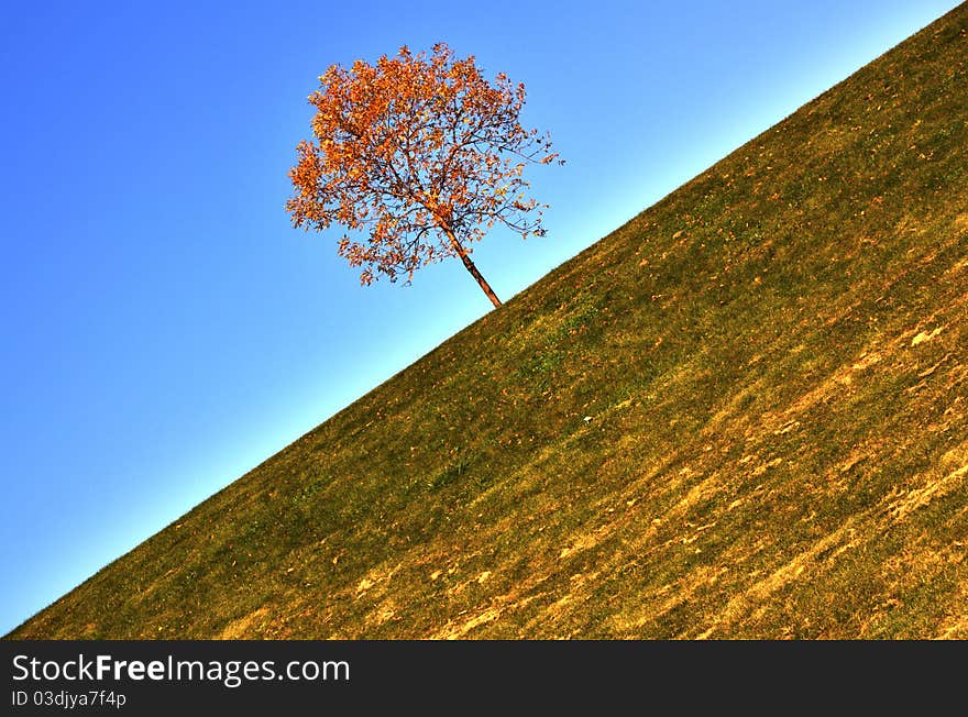 An HDR (high dynamic range; composed of multiple images made with different exposures) photograph. A solitary tree with golden leaves on a golden-green grass, against blue sky, shot at an unusual angle. An HDR (high dynamic range; composed of multiple images made with different exposures) photograph. A solitary tree with golden leaves on a golden-green grass, against blue sky, shot at an unusual angle.