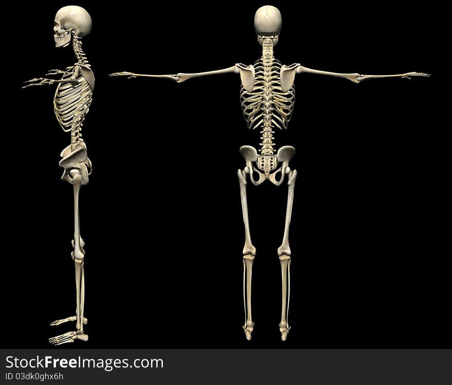 Human Skeleton