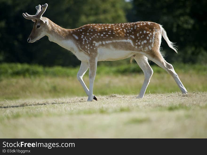 A lone red deer