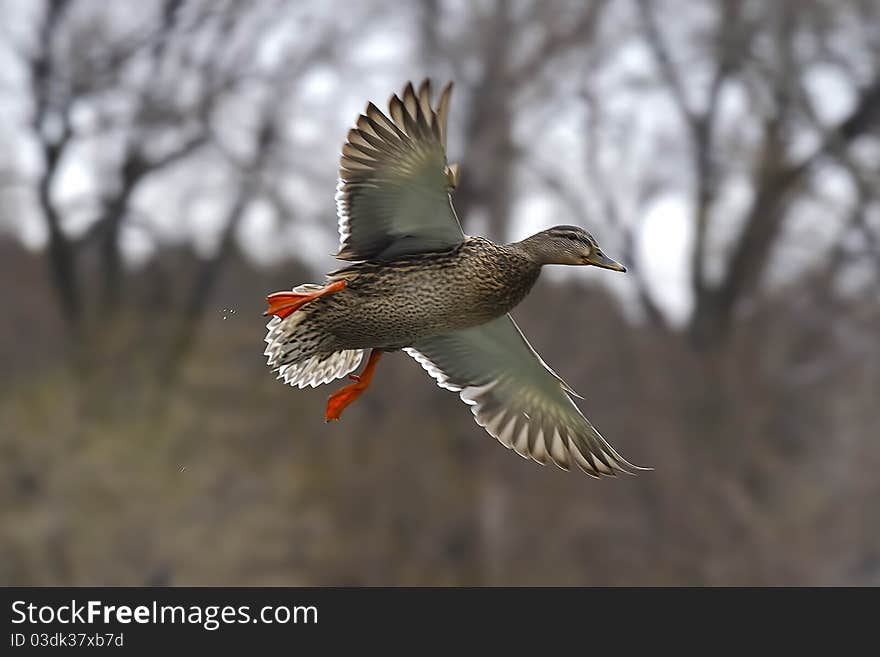 Mallard Flight