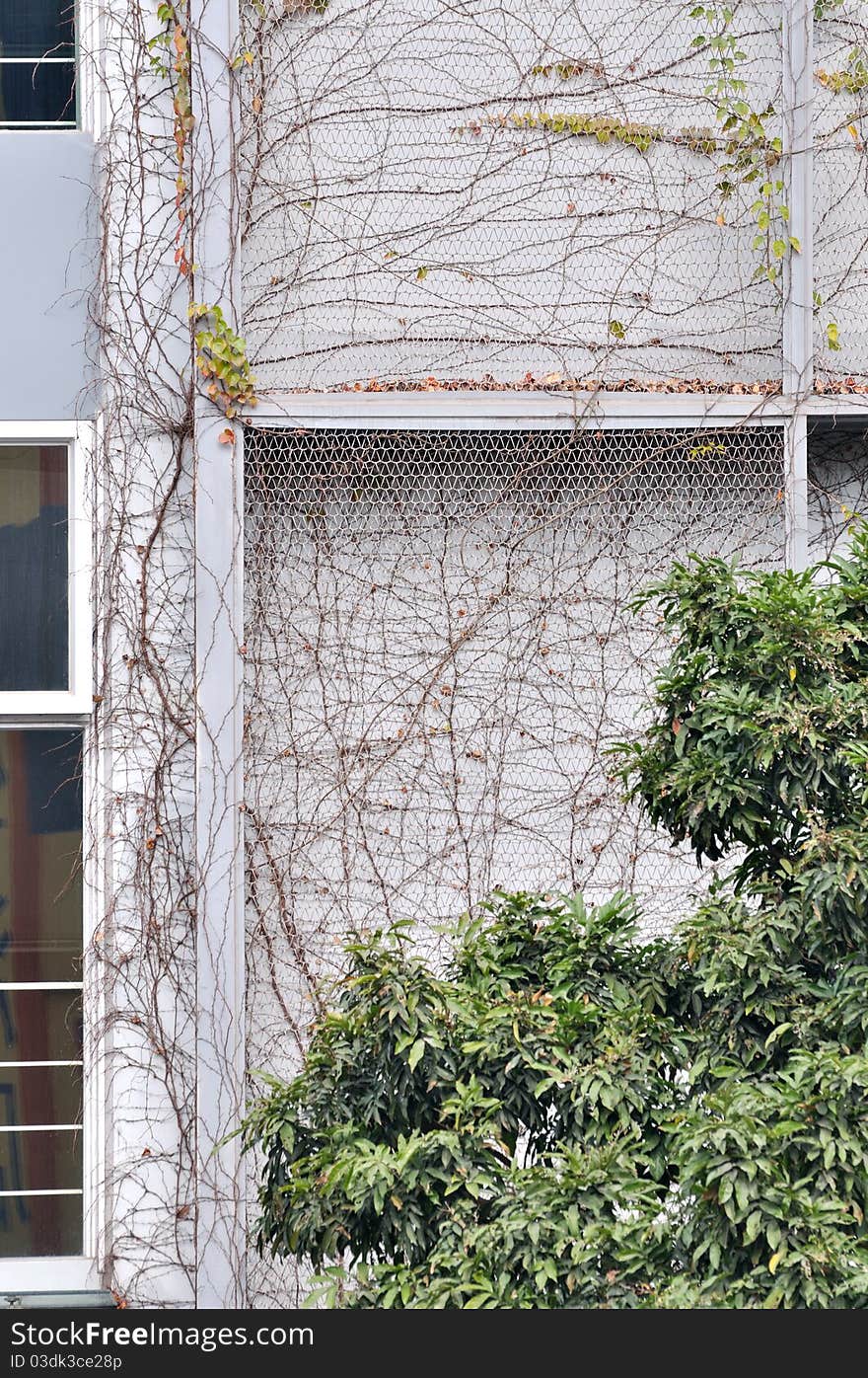 Building covered by vine plant