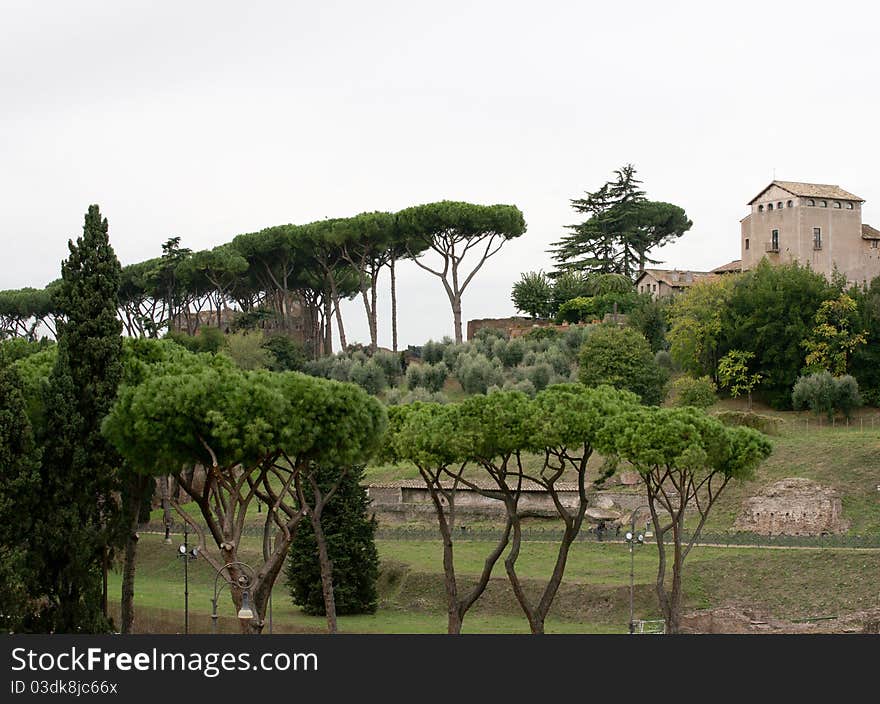 A view of Palatino with pines. A view of Palatino with pines