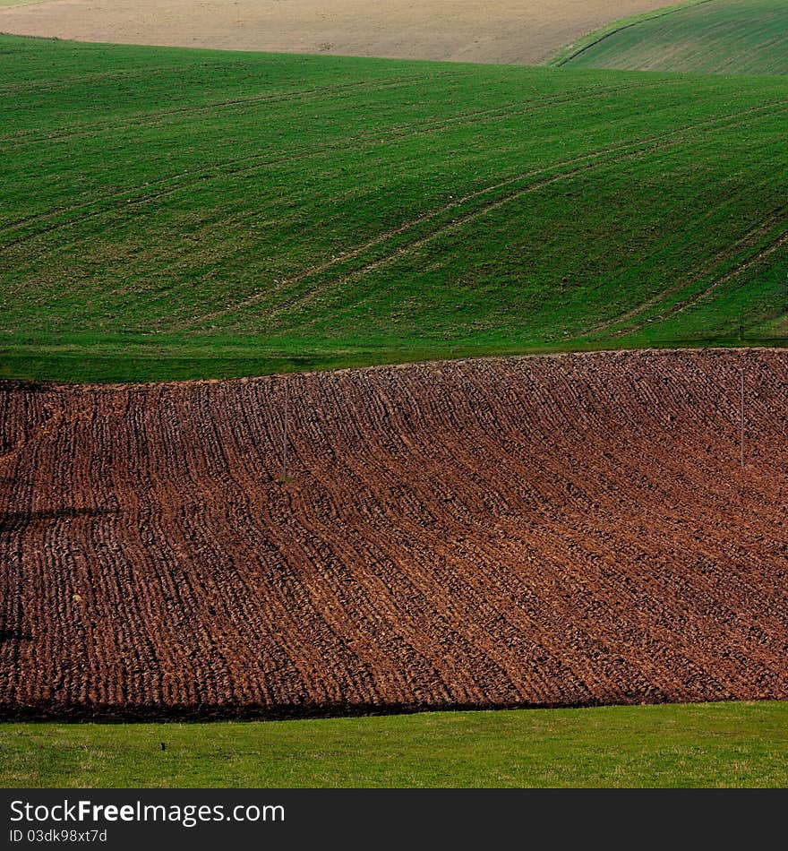 Spring landscape with wheat field