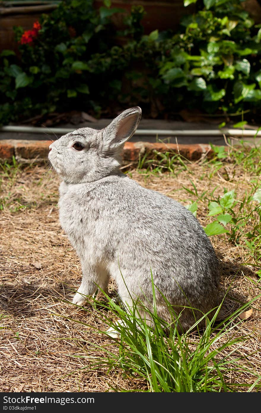 Cute rabbit in the grass field