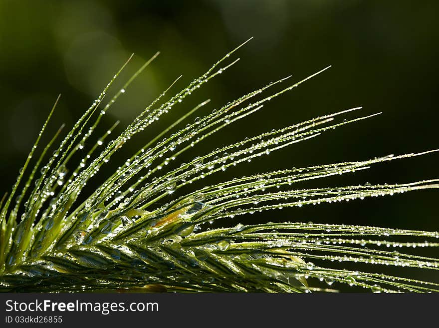 Rain drops on green grass spikelet. Rain drops on green grass spikelet