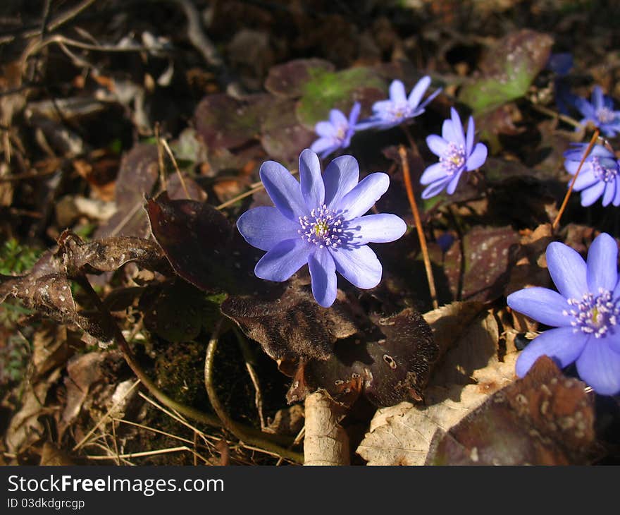 Hepatica transsilvanica 'Blue Jewel' , is native to Romania.Masses of starry deep-blue flowers provide rich decoration in early spring . Hepatica transsilvanica 'Blue Jewel' , is native to Romania.Masses of starry deep-blue flowers provide rich decoration in early spring .