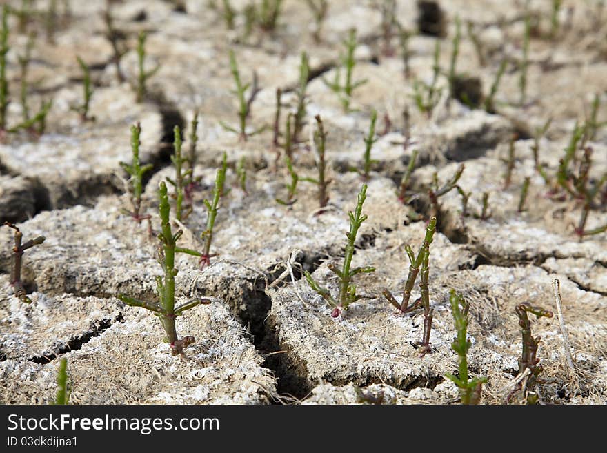 Salt grass on a dry soil