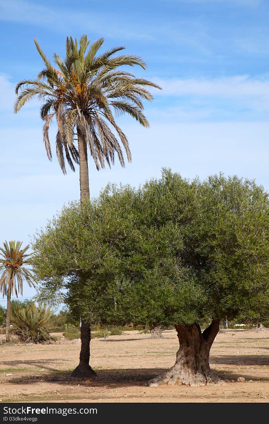 Date palm and olive tree in one garden
