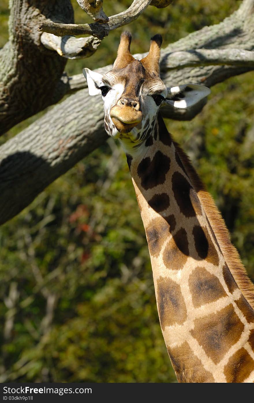 A sweet giraff is standing and looking.