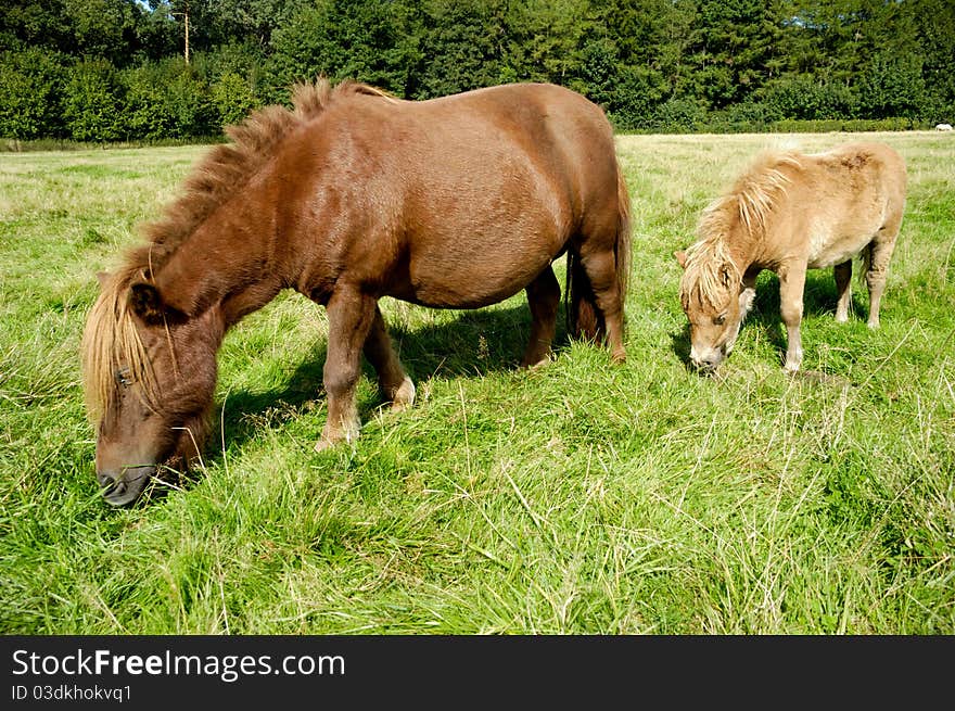 A sweet young horse with its mother eating green grass field. A sweet young horse with its mother eating green grass field.