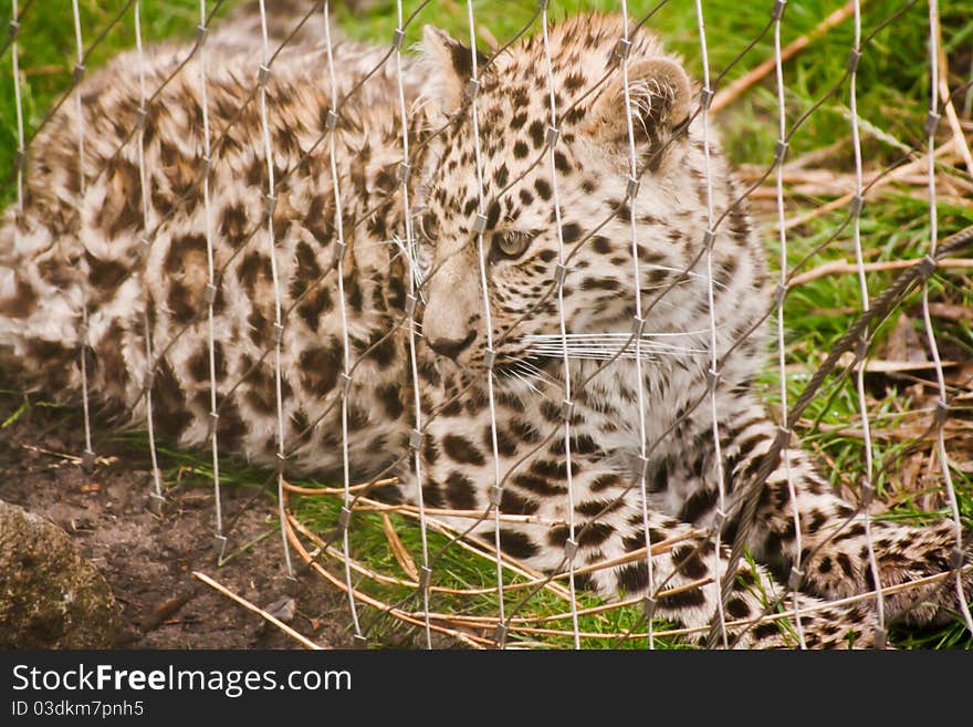 Leopard sitting behind bars in an animal park. Leopard sitting behind bars in an animal park