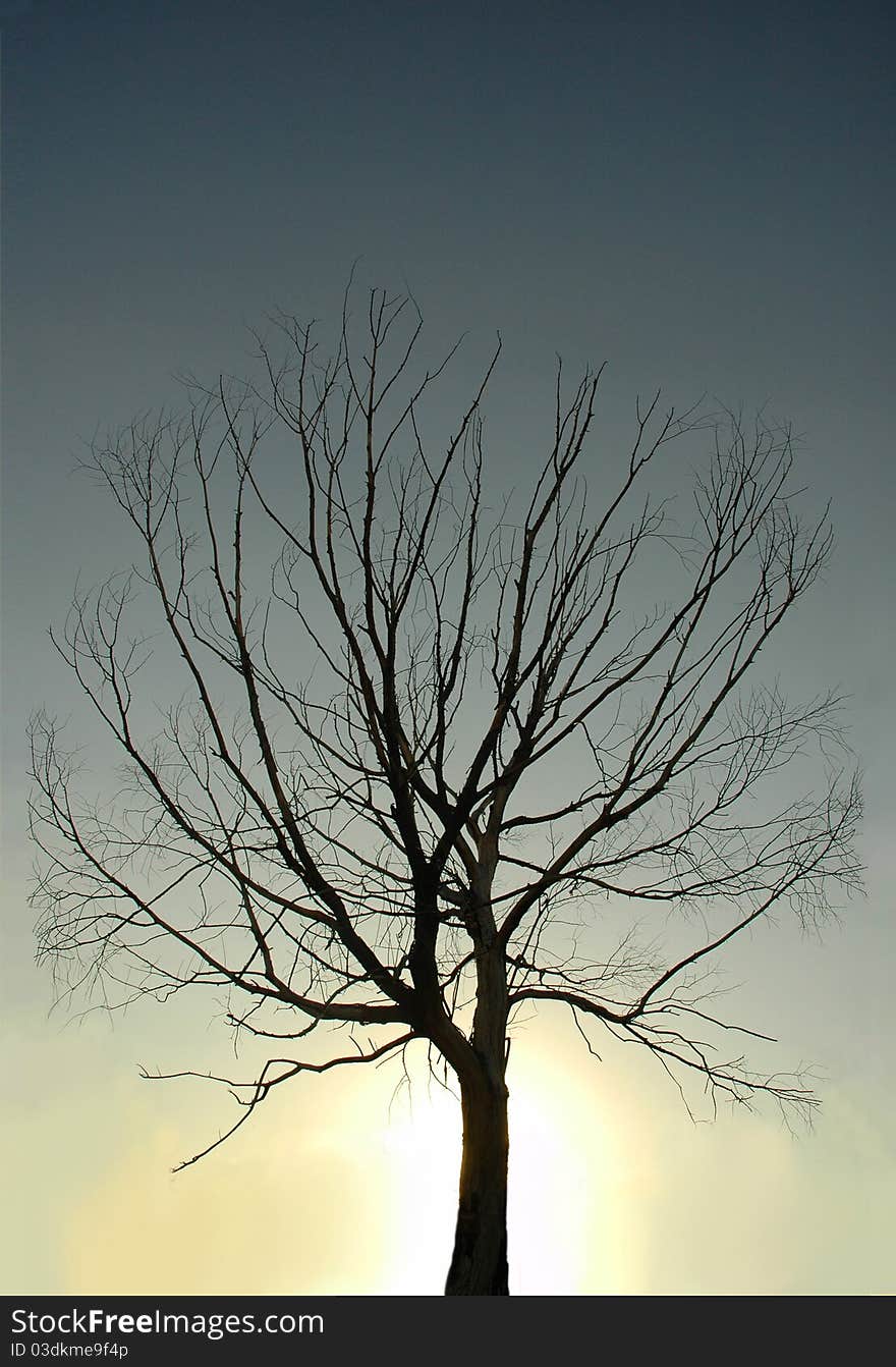 Bare tree silhouette on the sky background