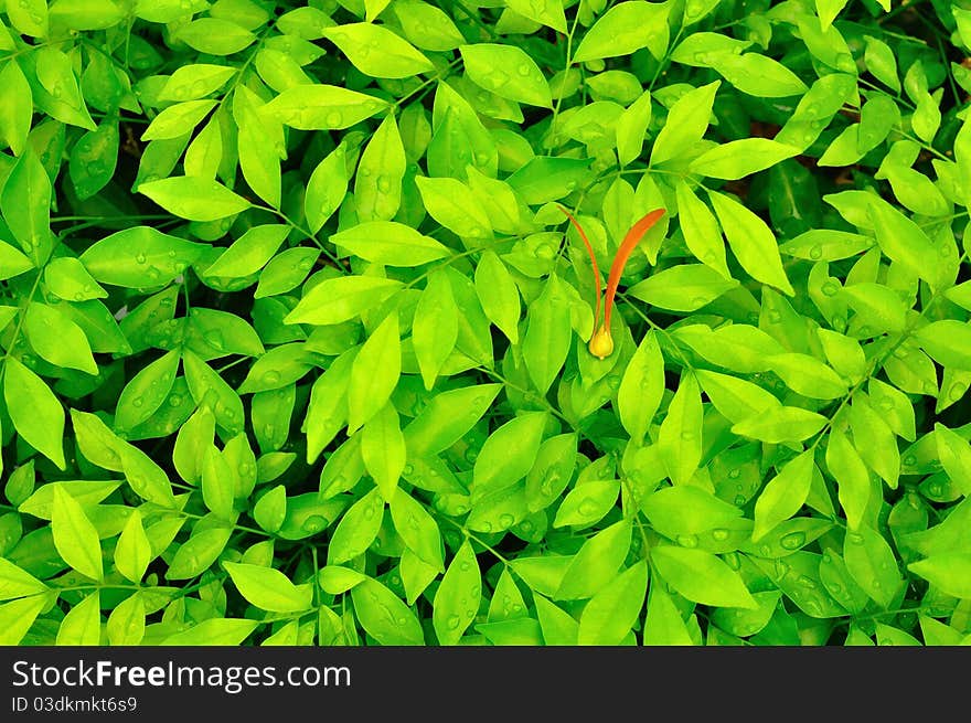 Two wing fruit on green leaves. Two wing fruit on green leaves.